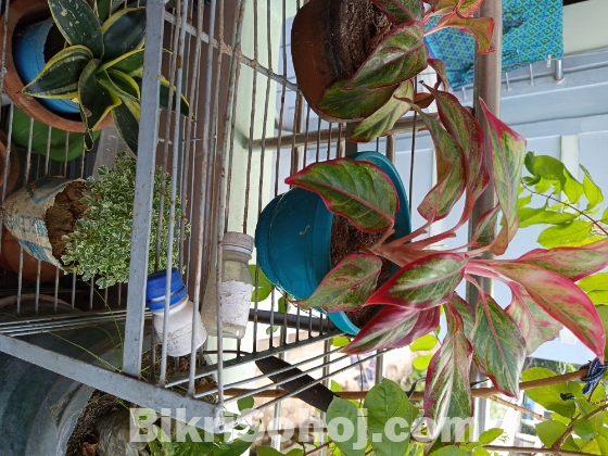 Lipstick Aglaonema plant